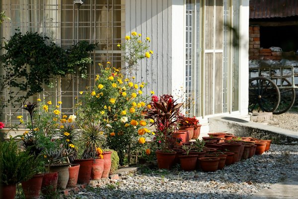 What are the top tips for creating a lush, low-maintenance UK front garden?