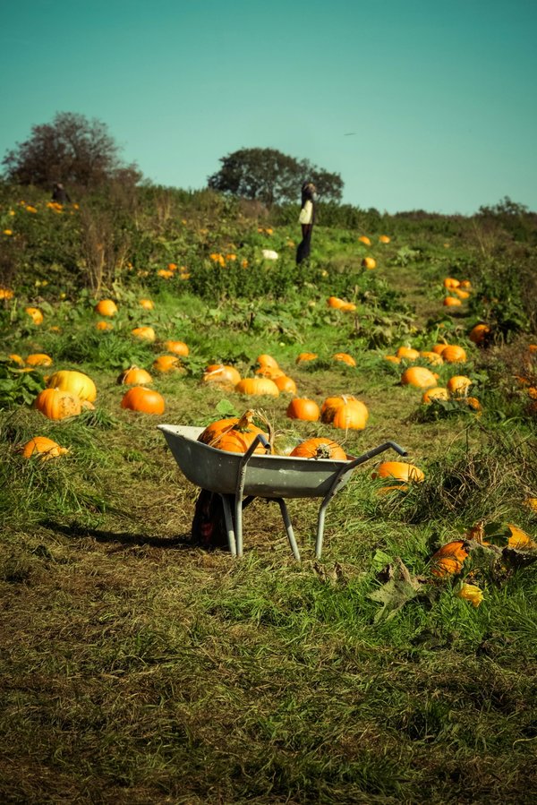What Are the Best Techniques for Growing Pumpkins in UK's Climate?