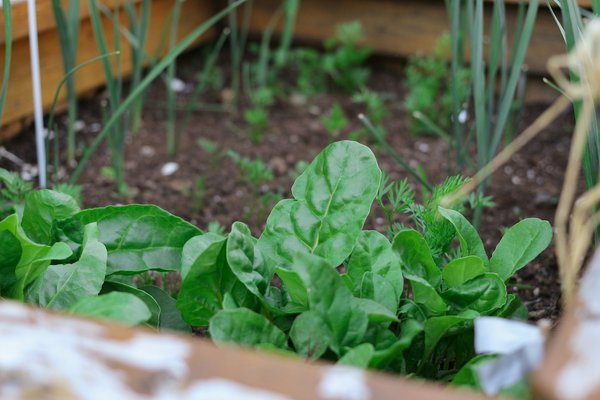 What are the top tips for growing vegetables in a small UK balcony?